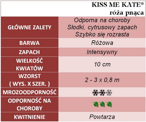 Kiss me Kate róże pnące gł. zal